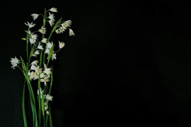 黒い背景の白いスノードロップの花