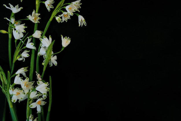 写真 黒い背景の白いスノードロップの花