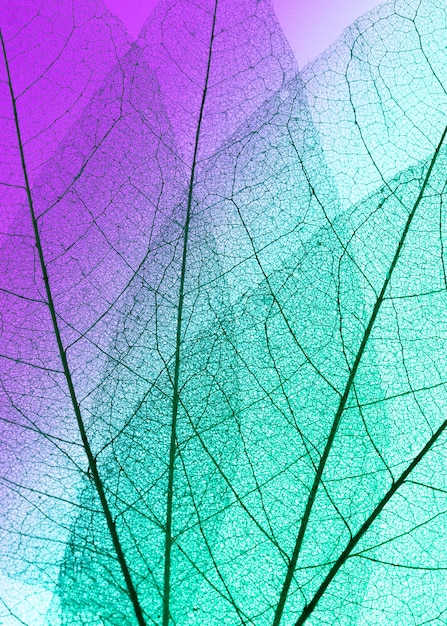 Flat lay of see-through leaves texture