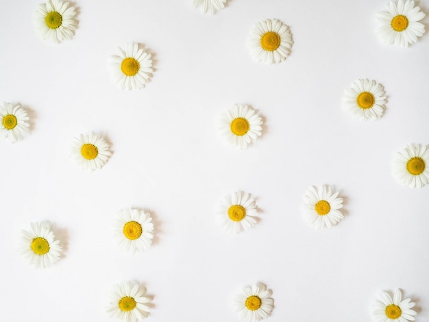 Flat lay spring and summer chamomile flowers on a white
background. daisy pattern. top view