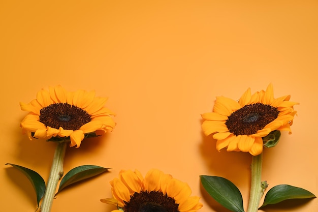 Flat lay sunflower with green leaves on yellow background with copy space Natural background autumn or summer concept