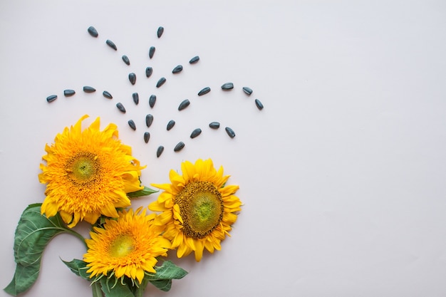 Photo flat lay of sunflowers and sunflower seeds on a light pink background the concept of beauty and