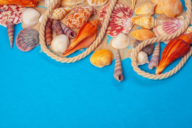 Flat lay. Top view. Frame of shells of various kinds on blue background