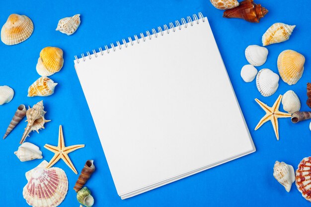 Flat lay. Top view. Frame of shells of various kinds on a blue .