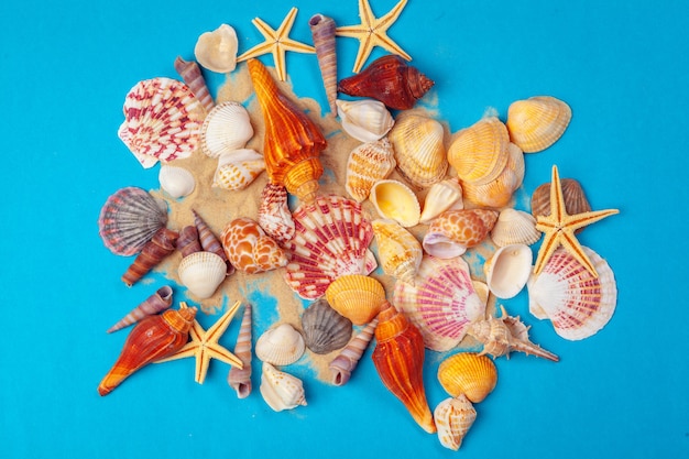 Flat lay. Top view. Frame of shells of various kinds