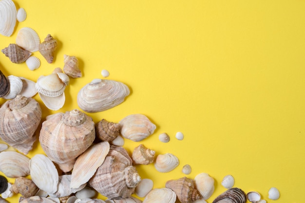 Flat lay, top view of various kinds seashells on yellow background