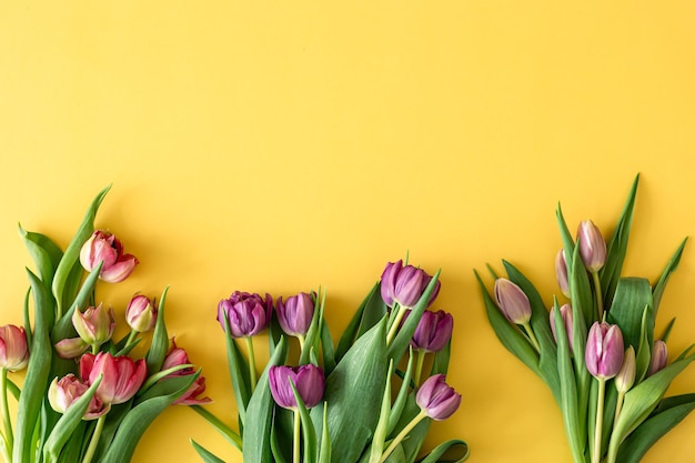 Flat lay tulips on a colored background