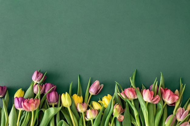 Flat lay tulips on a colored background