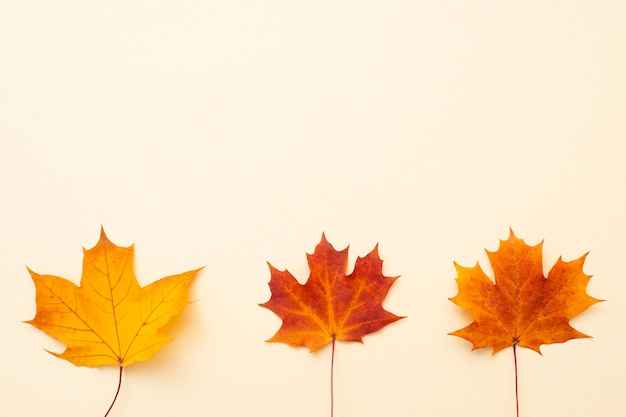 Flat lay with autumn maple leaves, top view, space for text.