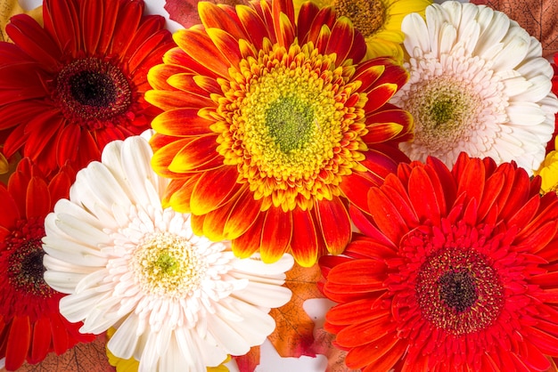 Flat lay with colorful red yellow orange autumn flowers on white background. Bright Fall, thanksgiving day concept. Top view, copy space