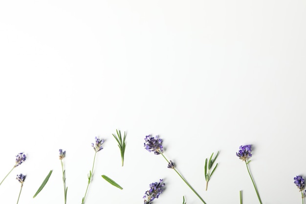 Flat lay with lavender flowers on white background