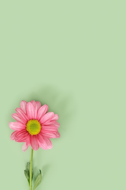 Flat lay with pink flower on mint green color background Summer minimal concept Chrysanthemum daisy