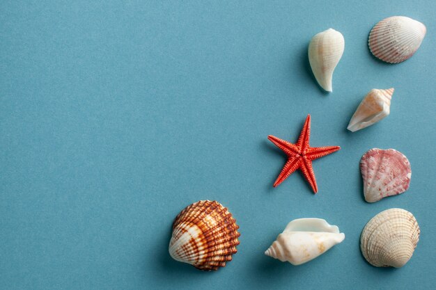 flat lay with starfish and shells on blue