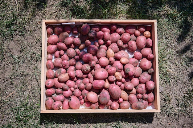 Disposizione piana della cassa di legno con raccolto di patate appena scavato coltivazione e raccolta di verdure biologiche in una fattoria ecologica