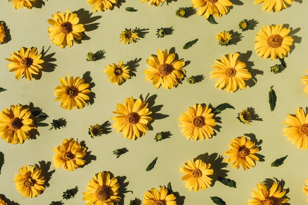 Flat lay yellow daisy flower buds pattern