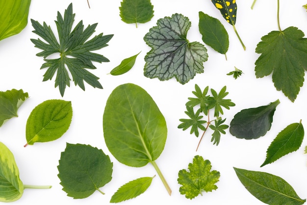 Flat layer of leaves of various plants lies on a white surface