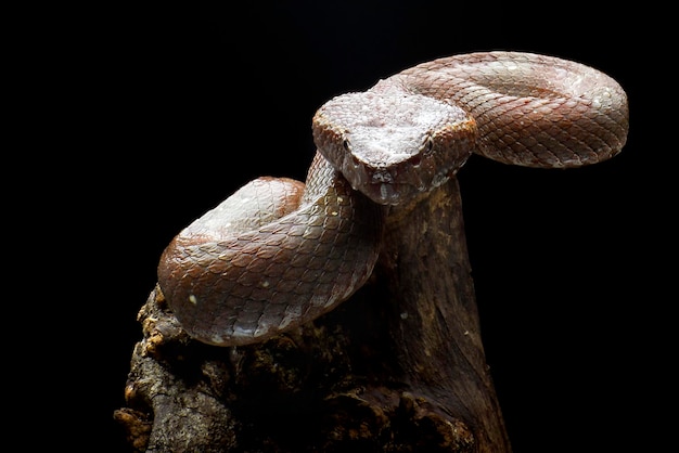 Flat nose pit viper in black background