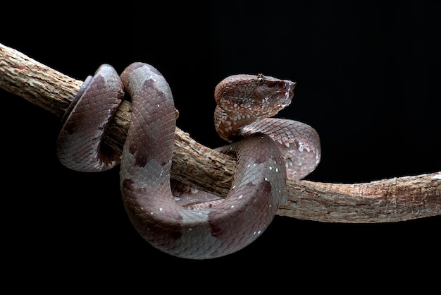 Flat nose pit viper coiled around a branch