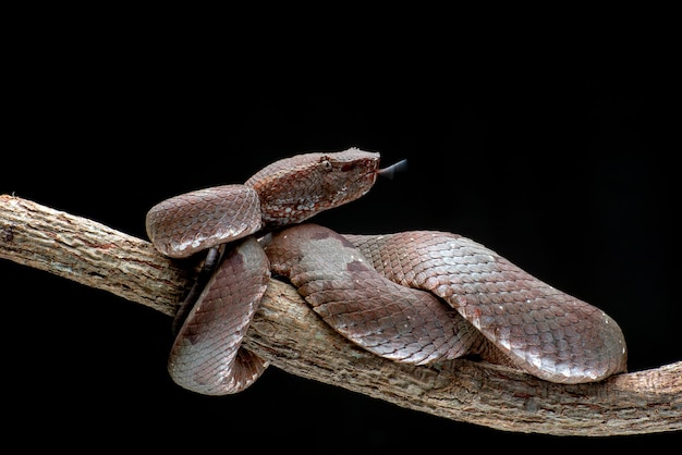 Flat nose pit viper coiled around a branch