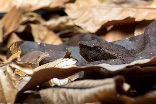 Flat nose pit viper hiding inside bush