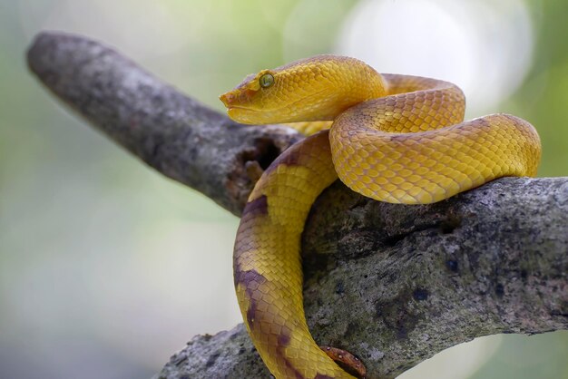 Foto flat nose pit viper op een boomtak