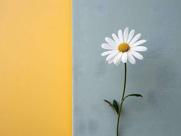 flat wall and a flower on the side