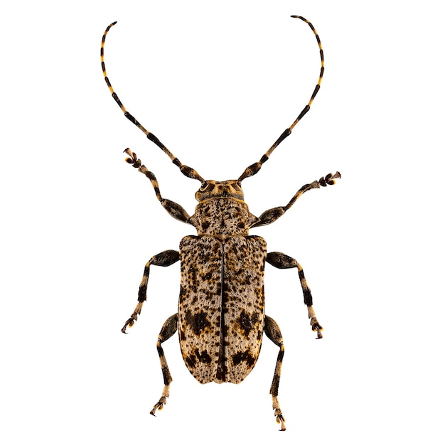 Flatfaced longhorned beetle