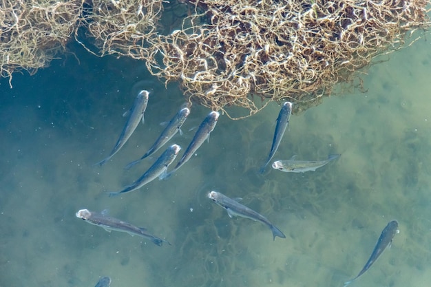 Flathead Grey Mullet Fish Swimming in the Sea