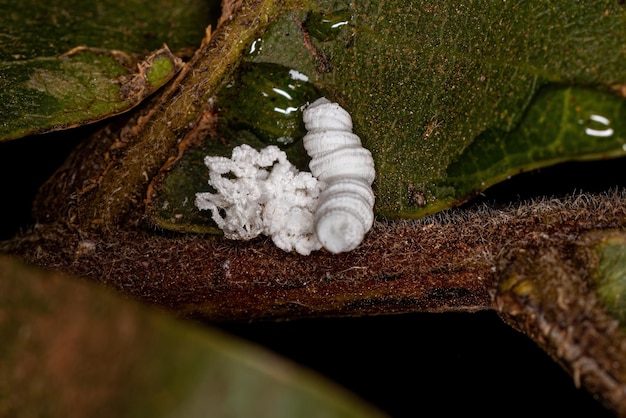 Photo flatid insect nymph