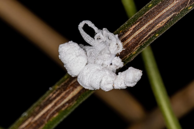 Photo flatid insect nymph