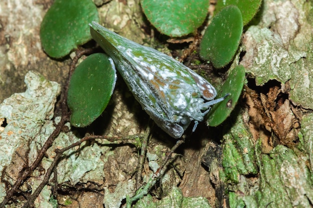 편평한 planthopper 또는 나방 버그 쐐기 모양의 매미는 나무에 있는 작은 곤충입니다