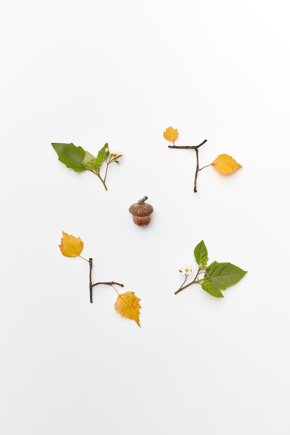 Flatlay of frame with acorn, twigs and colored leaves isolated on white, autumnal flatlay