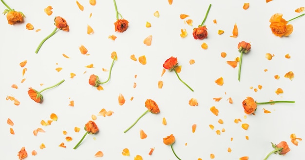 Flatlay of orange buttercup flowers over white background wide composition