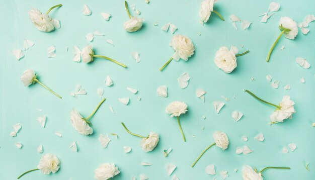 Flatlay van witte ranunculus bloemen over blauwe achtergrond brede compositie