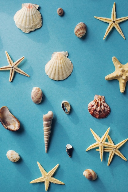 Flatlay of various sea shells and starfish on pastel blue background