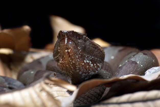 The Flatnosed pitviper hiding in dry leaves