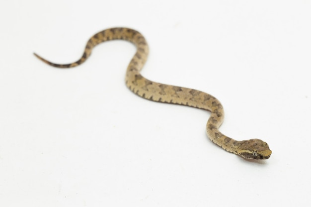 Flatnosed pitviper 뱀 Trimeresurus puniceus 흰색 배경에 고립