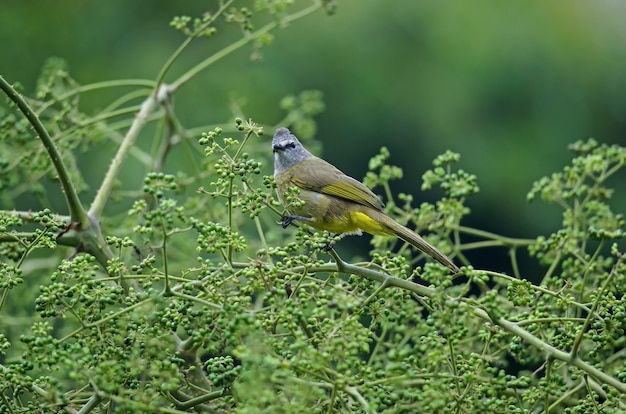 Flavescent Bulbul die op tak van fruiting boom neerstrijkt