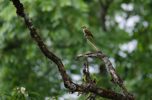 Flavescent Bulbul die op takboom neerstrijkt