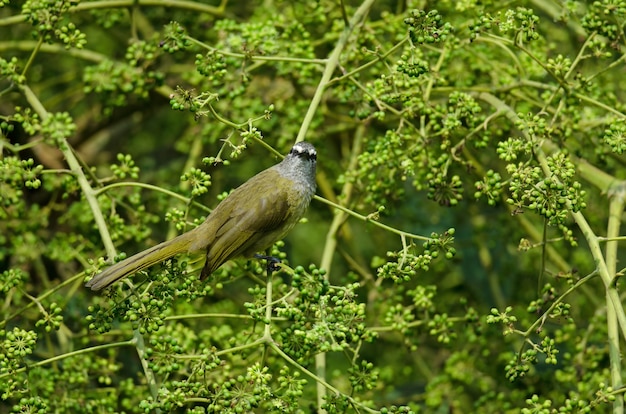 Bulbul flavescent che si appollaia sulla filiale dell'albero da frutto