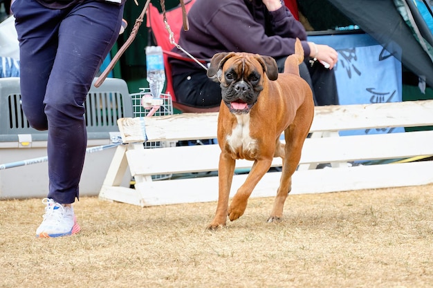 ドッグショーでリングのクローズ アップで完璧なボクサー犬