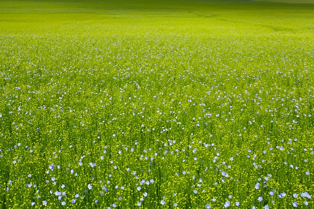 Flax fields in spring