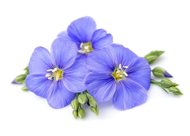 Flax flowers close up on white