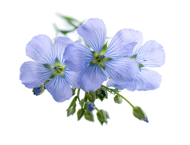 Flax flowers isolated on white background Blue common flax linseed or linum usitatissimum