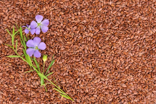 写真 亜麻の種子を背景に亜麻の花亜麻の種子有用な製品の概念