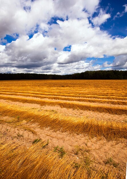 Flax harvest