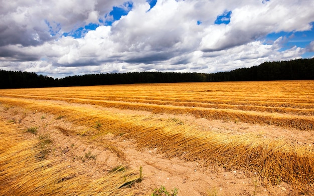 Flax harvest