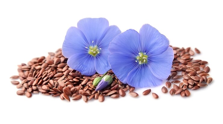 Flax seed and flax flowers closeup 
