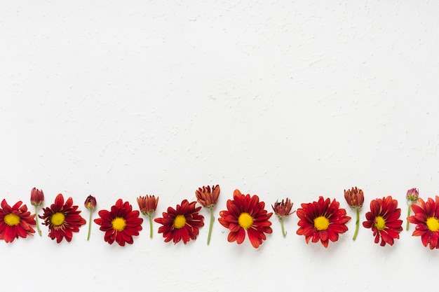 Flay lay of colorful spring daisies