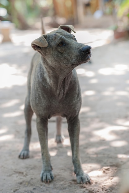 写真 犬の皮膚感染によるノミアレルギー